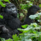 All About Bwindi Impenetrable National Park