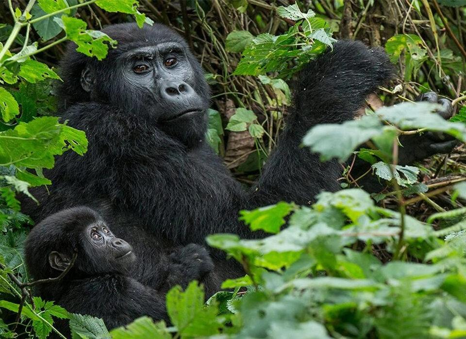 All About Bwindi Impenetrable National Park