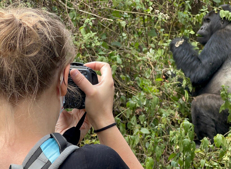 How to Plan an Elderly Gorilla Trekking Safari in Uganda and Rwanda
