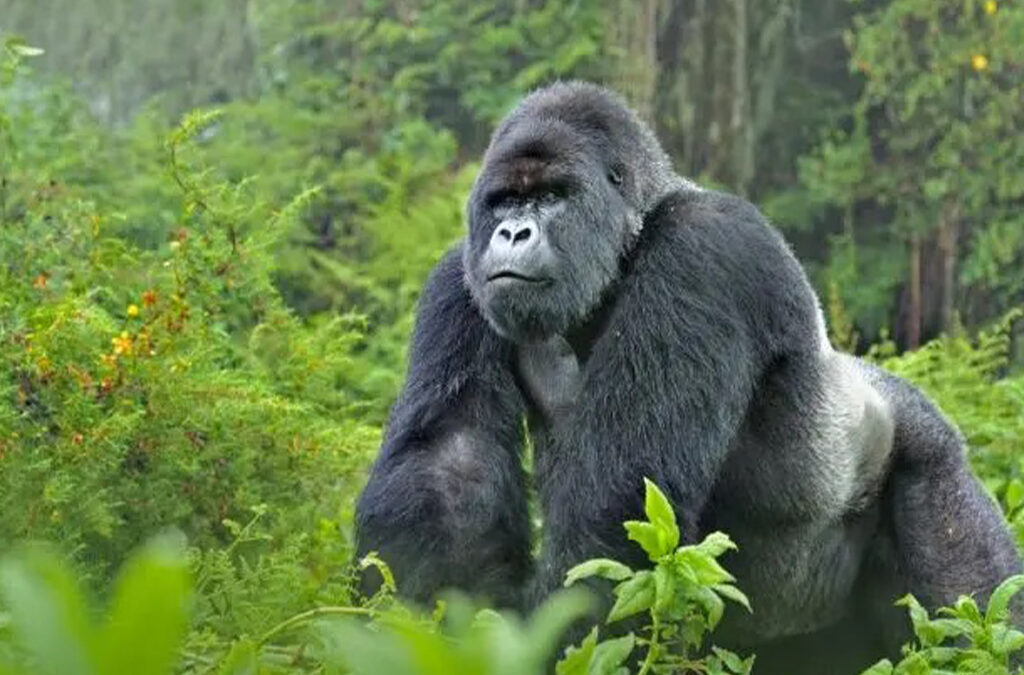 Gorilla Trekking Travel Trends in 2026