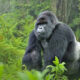 Gorilla Trekking Travel Trends in 2026