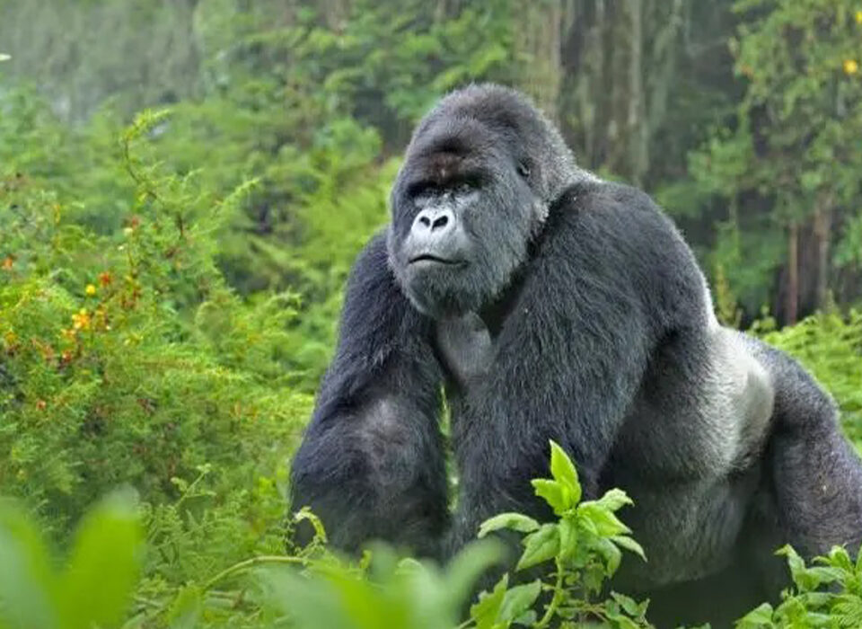 Gorilla Trekking Travel Trends in 2026