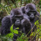 Gorilla Watching Tours in Uganda: A Life-Changing Wildlife Encounter