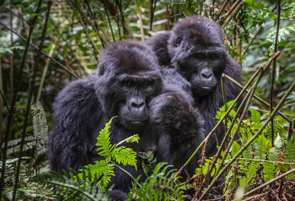 Gorilla Watching Tours in Uganda: A Life-Changing Wildlife Encounter
