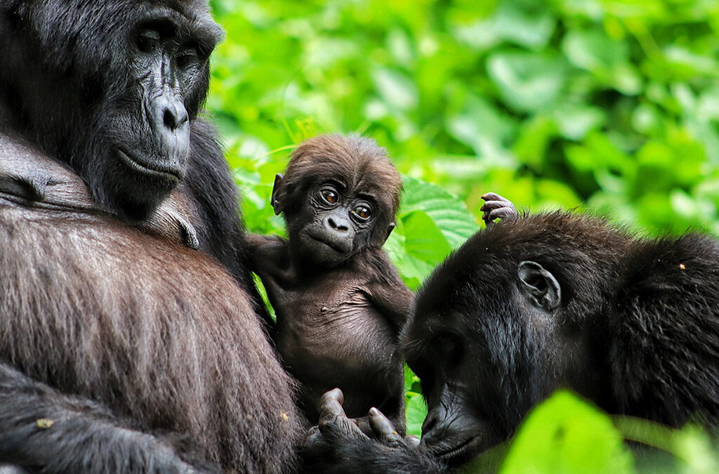 Gorilla Trekking Inspirations for First-Timers