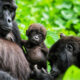 Gorilla Trekking Inspirations for First-Timers
