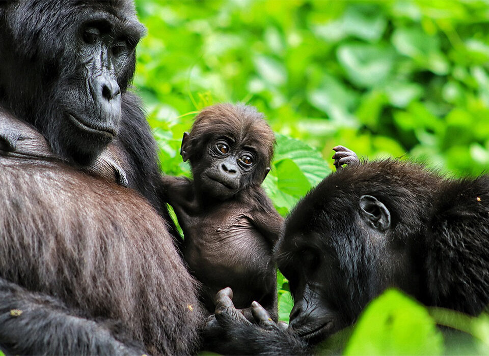 Gorilla Trekking Inspirations for First-Timers