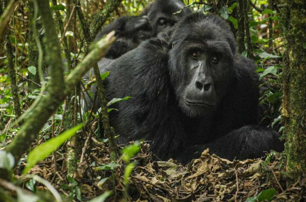 Why Trek Uganda Gorillas via Kigali, Rwanda?