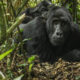 Why Trek Uganda Gorillas via Kigali, Rwanda?