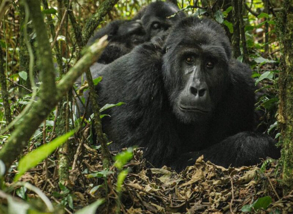 Why Trek Uganda Gorillas via Kigali, Rwanda?