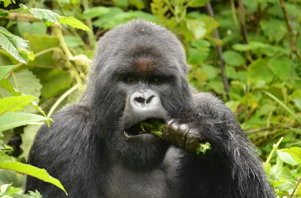 Rwanda’s Habituated Gorilla Families