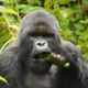 Rwanda’s Habituated Gorilla Families