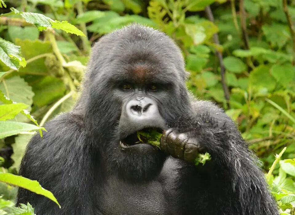 Rwanda’s Habituated Gorilla Families