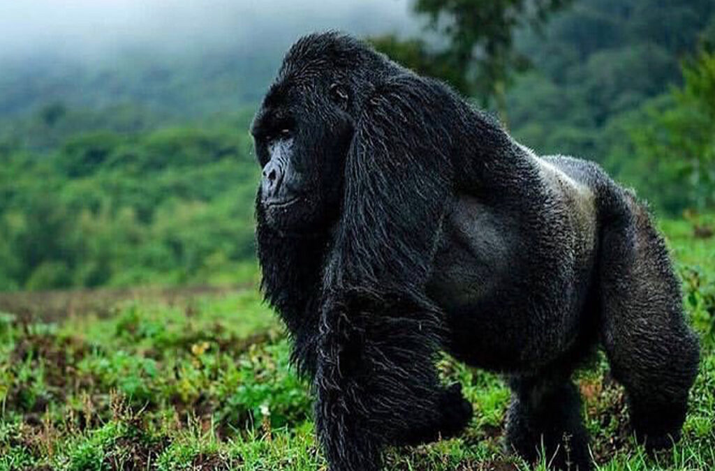 Can You Upgrade to a Gorilla Habituation Experience in Uganda?