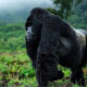 Can You Upgrade to a Gorilla Habituation Experience in Uganda?