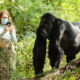 How Long Does Gorilla Trekking Take in Bwindi Impenetrable National Park?