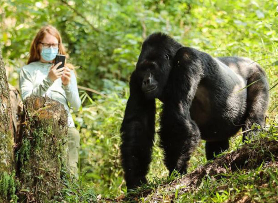 How Long Does Gorilla Trekking Take in Bwindi Impenetrable National Park?