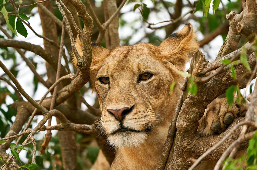 Ishasha Sector in Queen Elizabeth National Park