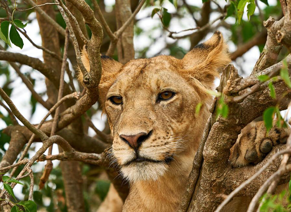 Ishasha Sector in Queen Elizabeth National Park
