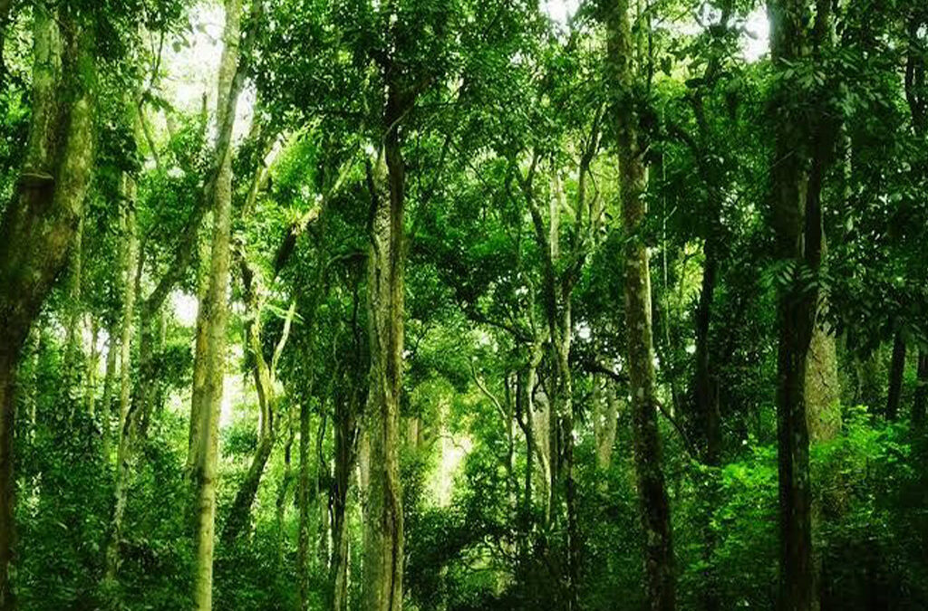 Exploring Kaniyo Pabidi Forest in Murchison Falls National Park