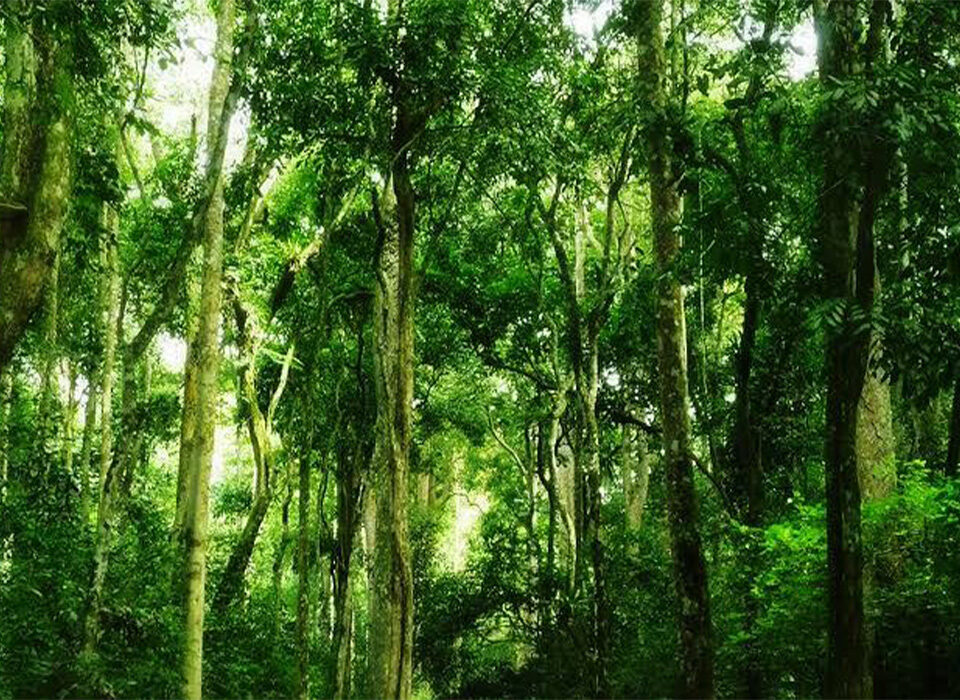 Exploring Kaniyo Pabidi Forest in Murchison Falls National Park