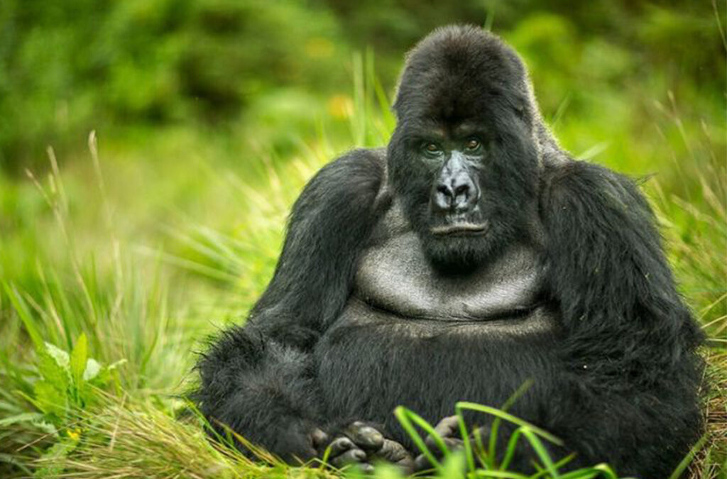 Top 5 Tourist Attractions in Rwanda You Must Visit Now