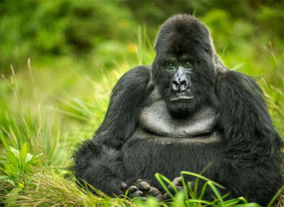 Top 5 Tourist Attractions in Rwanda You Must Visit Now