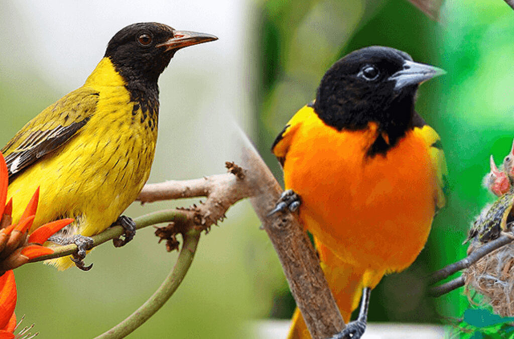 Bird Watching on Lake Mutanda and Bwindi Forest