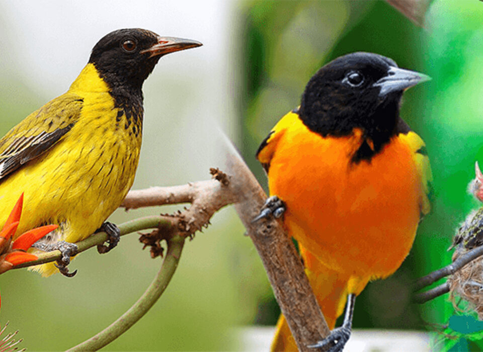 Bird Watching on Lake Mutanda and Bwindi Forest