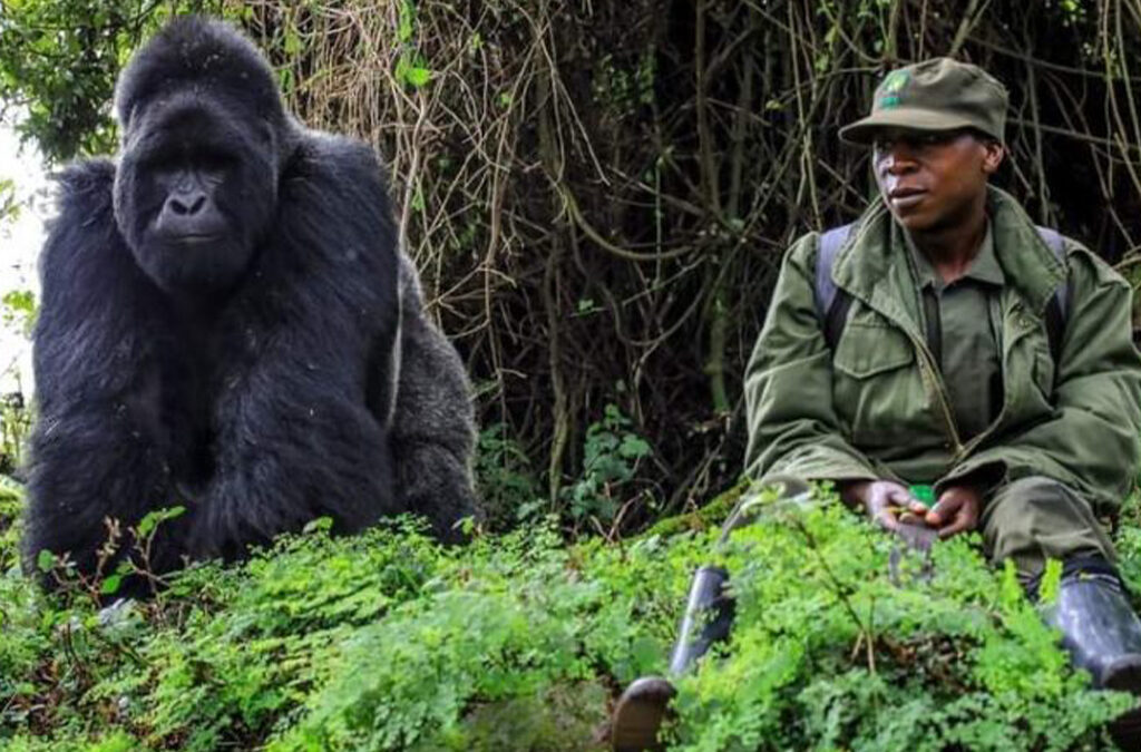 Low Season Discounts for Gorilla and Chimpanzee Trekking in Uganda