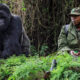 Low Season Discounts for Gorilla and Chimpanzee Trekking in Uganda