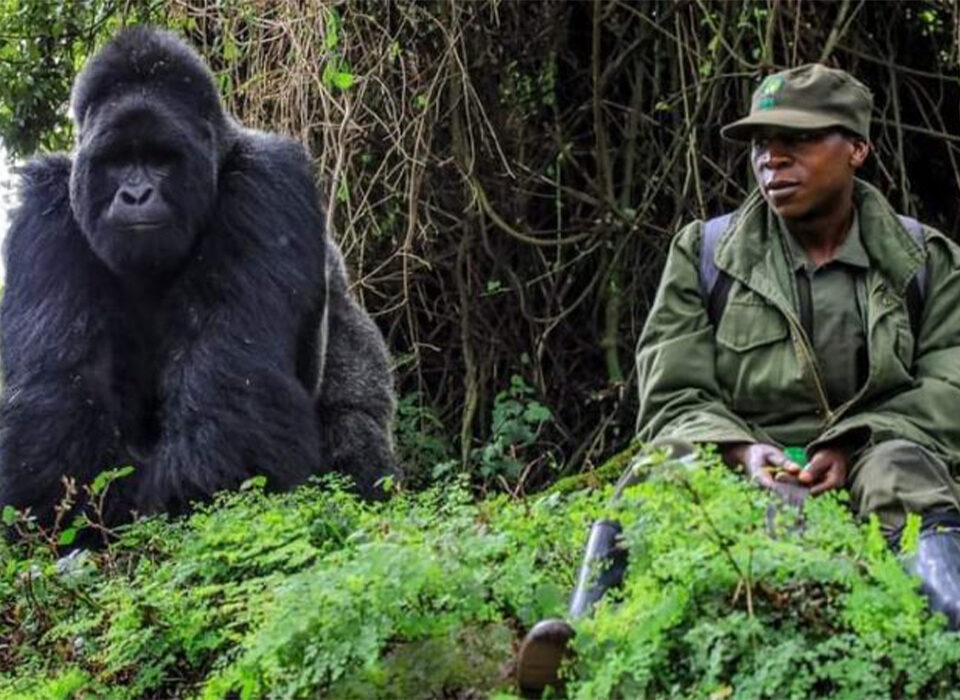 Low Season Discounts for Gorilla and Chimpanzee Trekking in Uganda