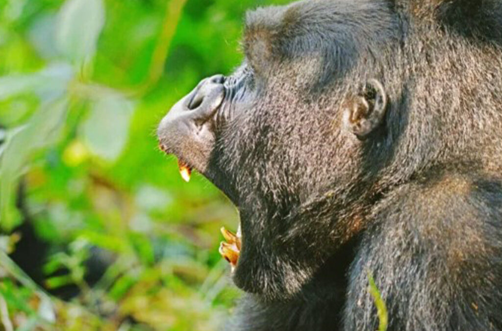 Luxury Gorilla Habituation and Chimpanzee Trekking Safari in Uganda