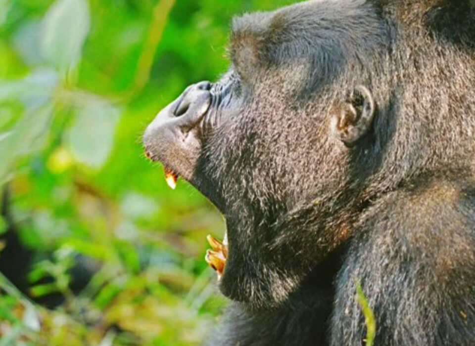 Luxury Gorilla Habituation and Chimpanzee Trekking Safari in Uganda