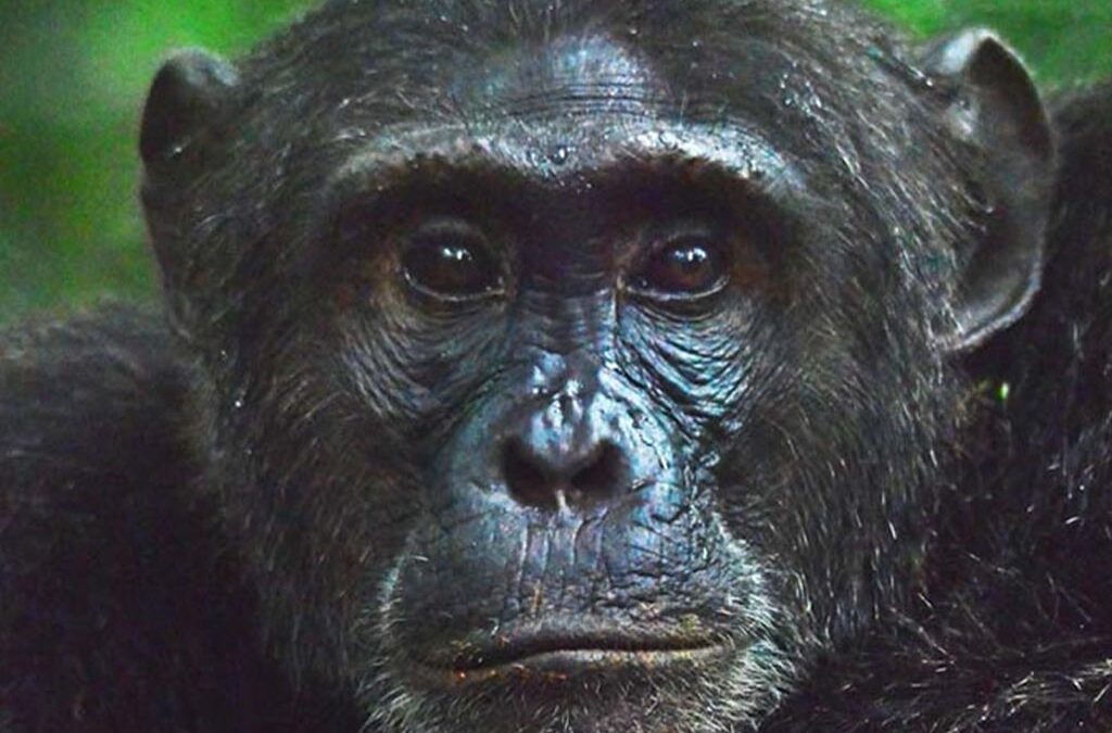 How to Get to Mgahinga National Park from Kigali, Rwanda