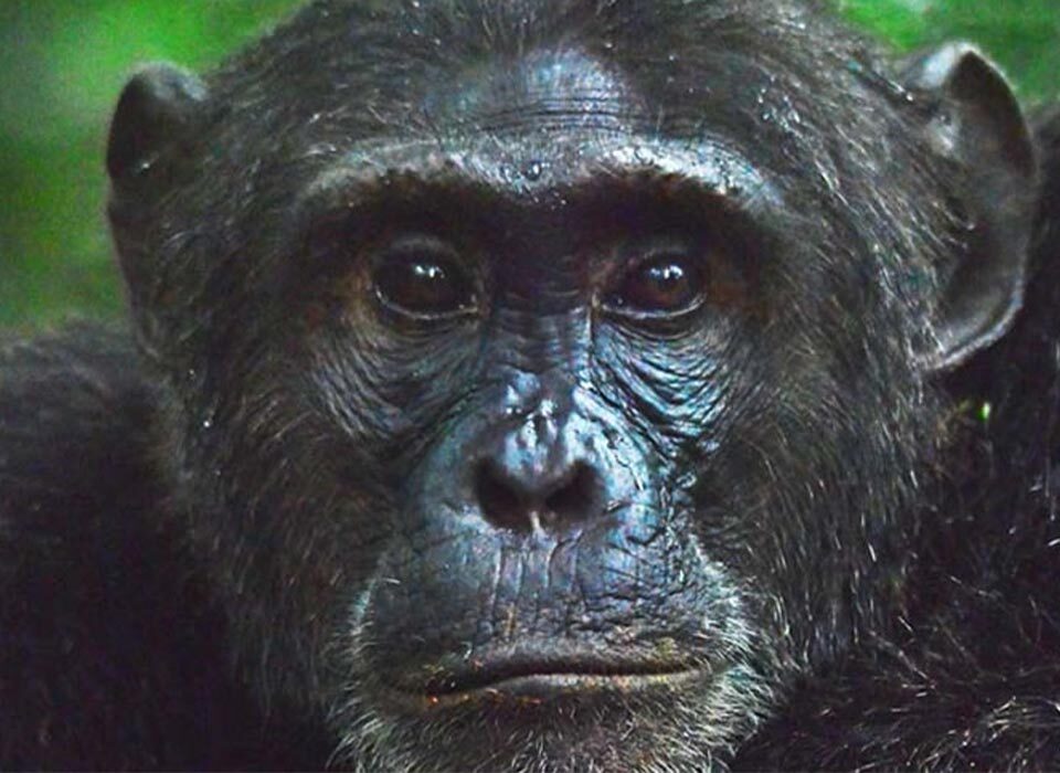 How to Get to Mgahinga National Park from Kigali, Rwanda