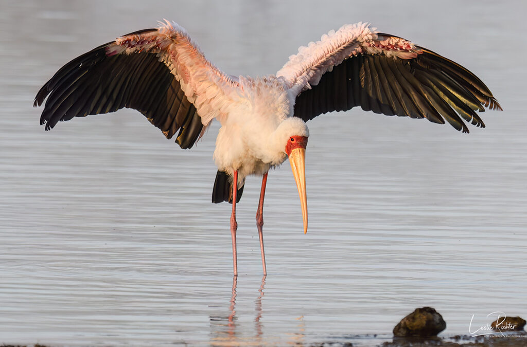 Bird Watching at Lake Nakuru National Park