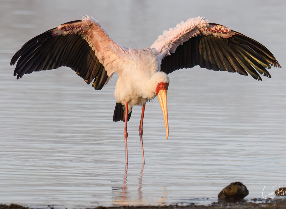 Bird Watching at Lake Nakuru National Park