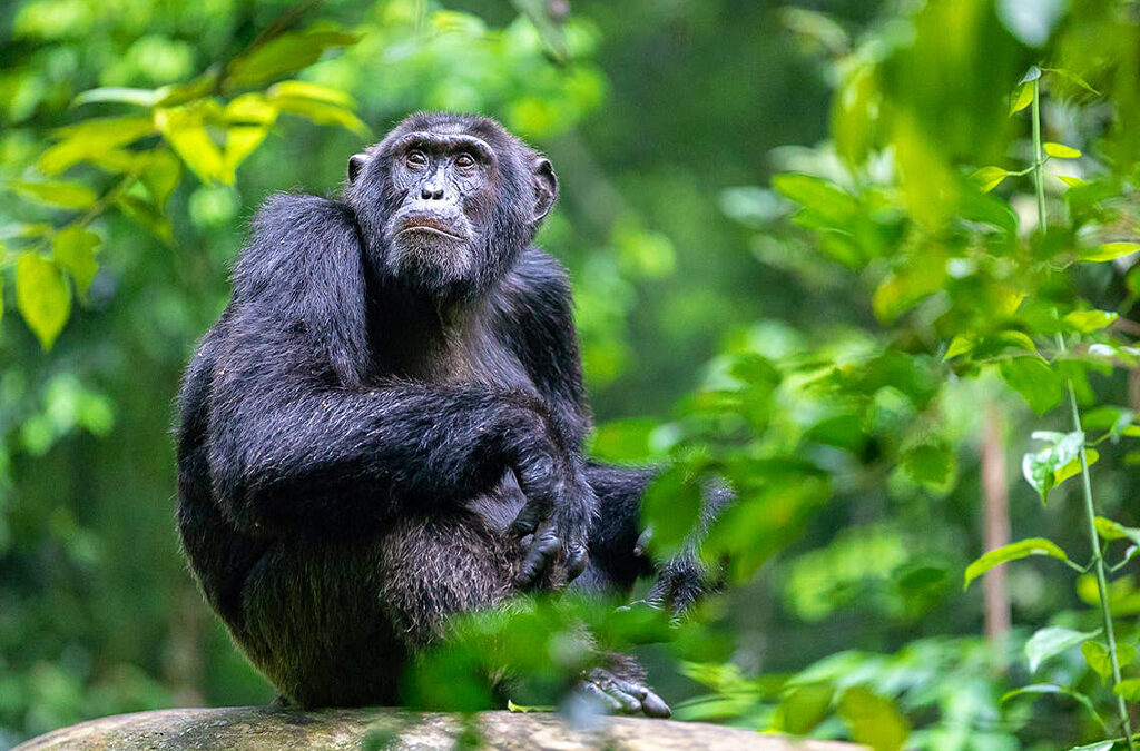 Chimpanzee Viewing Safaris in Uganda: A Journey to Ngamba Island