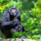 Chimpanzee Viewing Safaris in Uganda: A Journey to Ngamba Island