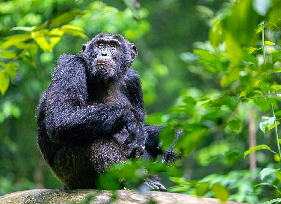 Chimpanzee Viewing Safaris in Uganda: A Journey to Ngamba Island
