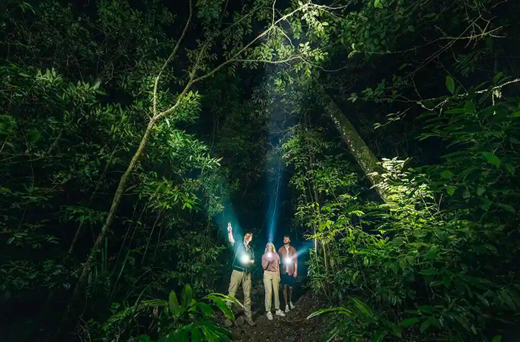 Night Walking Safaris in Nyungwe National Park
