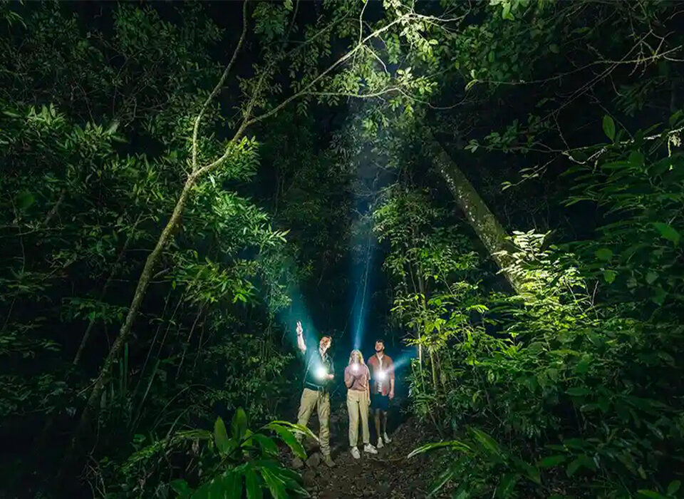 Night Walking Safaris in Nyungwe National Park