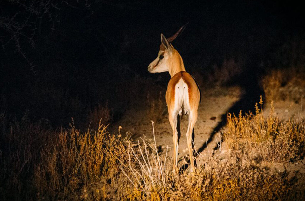 Which parks allow night game drives in Uganda?