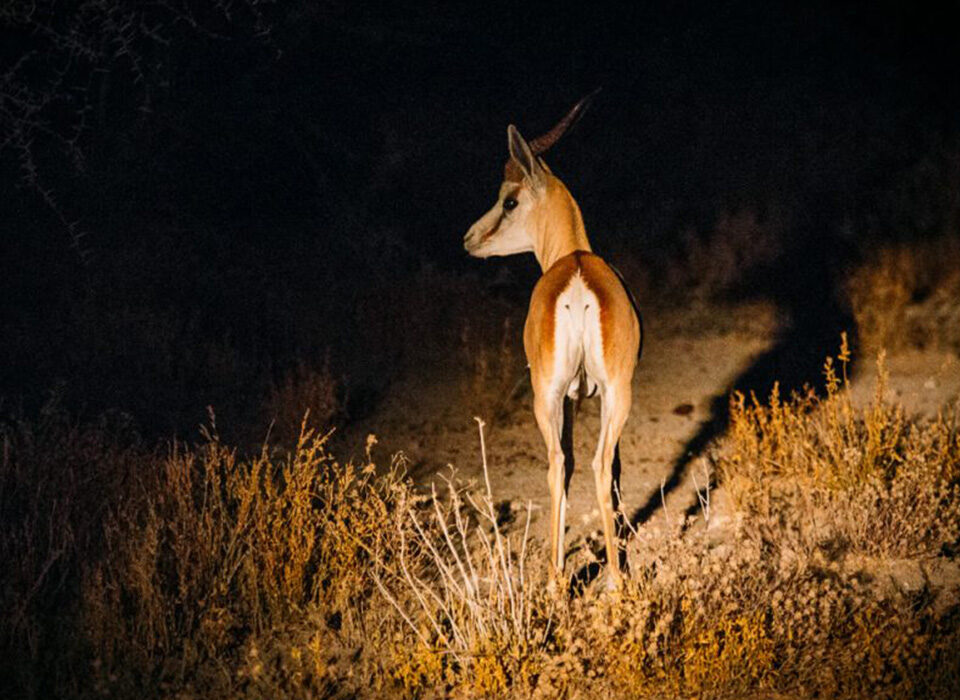 Which parks allow night game drives in Uganda?
