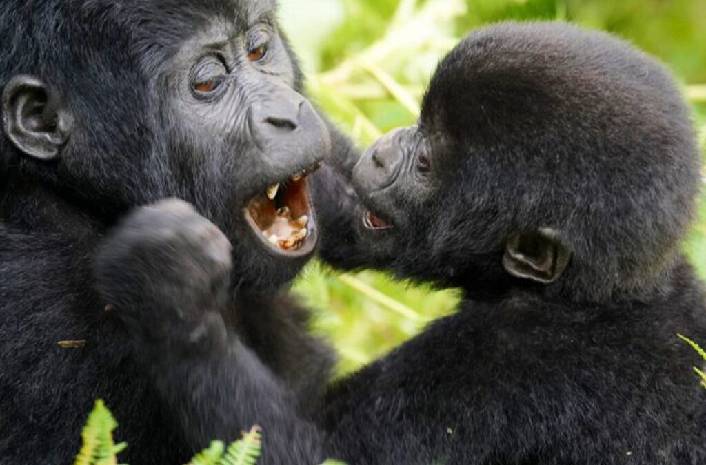 Why Does Mgahinga Have Only One Gorilla Family?