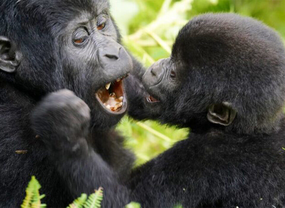 Why Does Mgahinga Have Only One Gorilla Family?