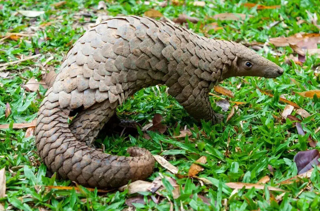 Pangolin Adventure in Bwindi Impenetrable National Park