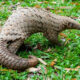 Pangolin Adventure in Bwindi Impenetrable National Park