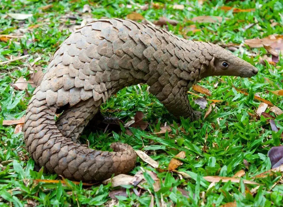 Pangolin Adventure in Bwindi Impenetrable National Park